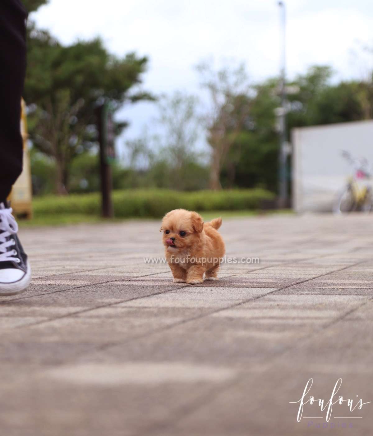 Aurora - Maltipoo F.