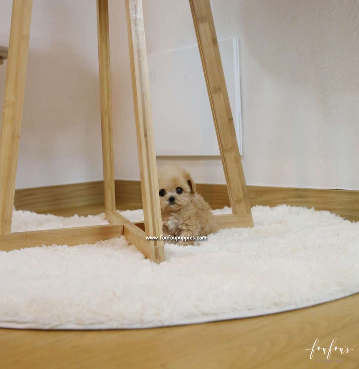 Chloe - Maltipoo F.