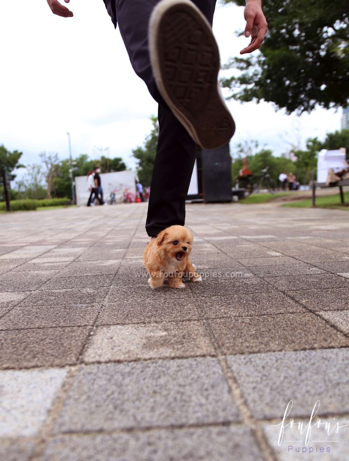 Aurora - Maltipoo F.