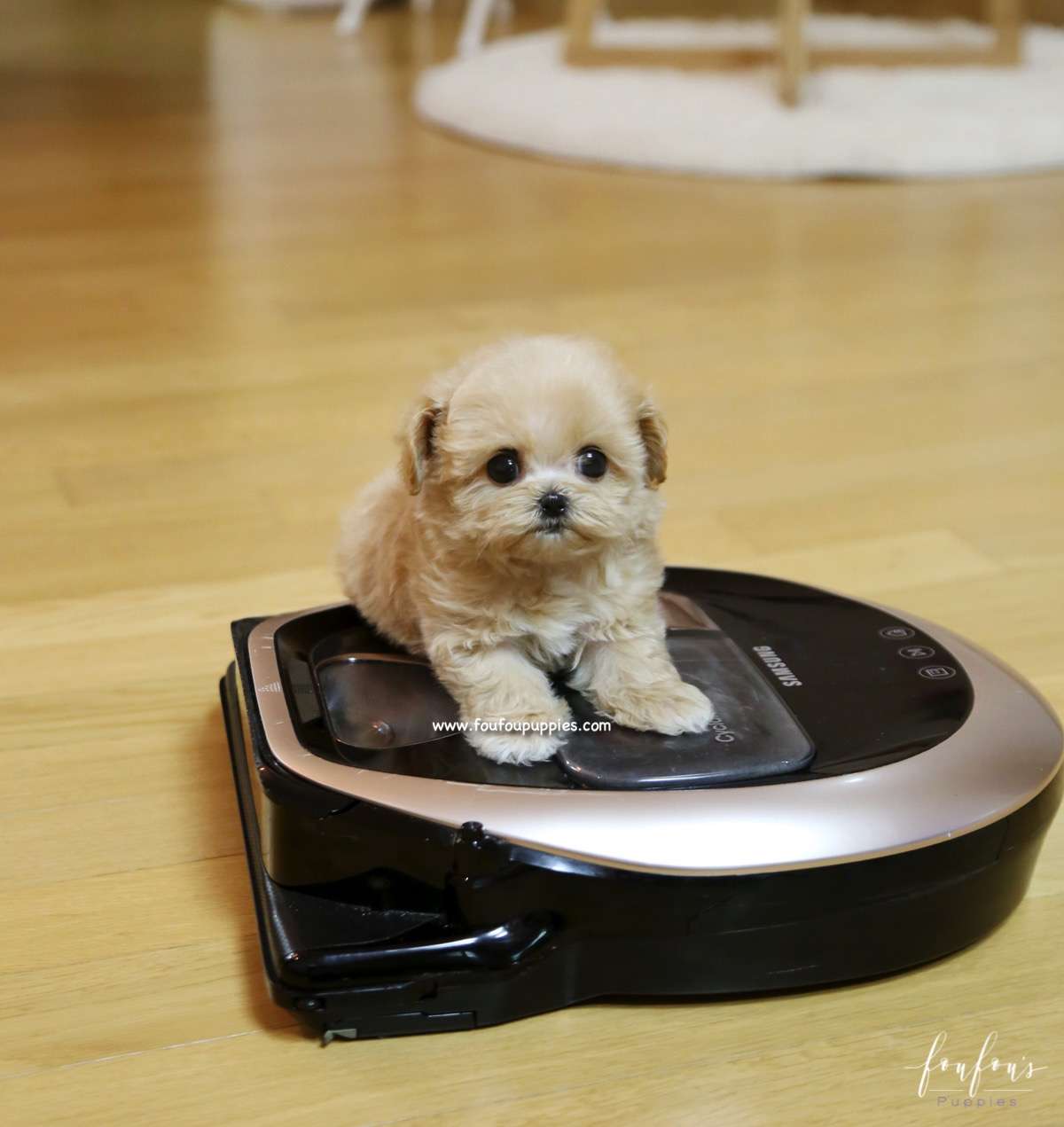 Chloe - Maltipoo F.