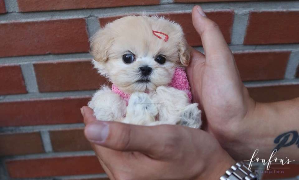 Eden - Maltipoo F.