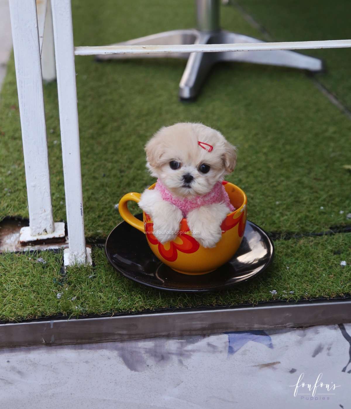 Eden - Maltipoo F.