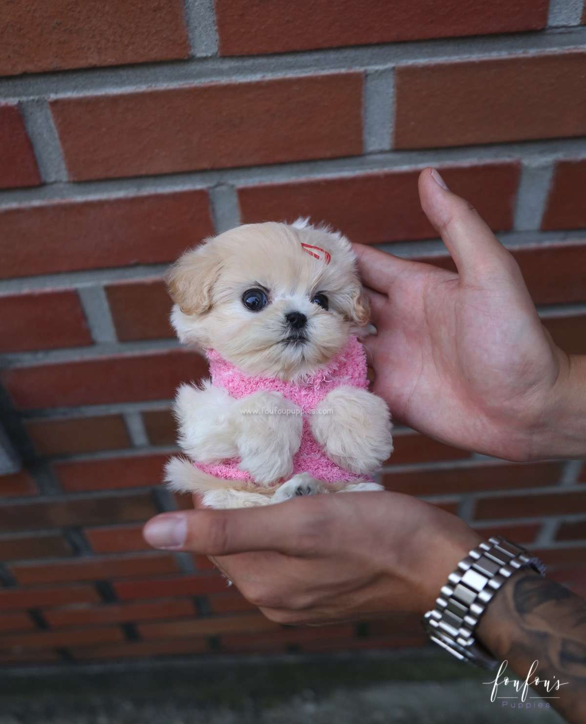 Eden - Maltipoo F.