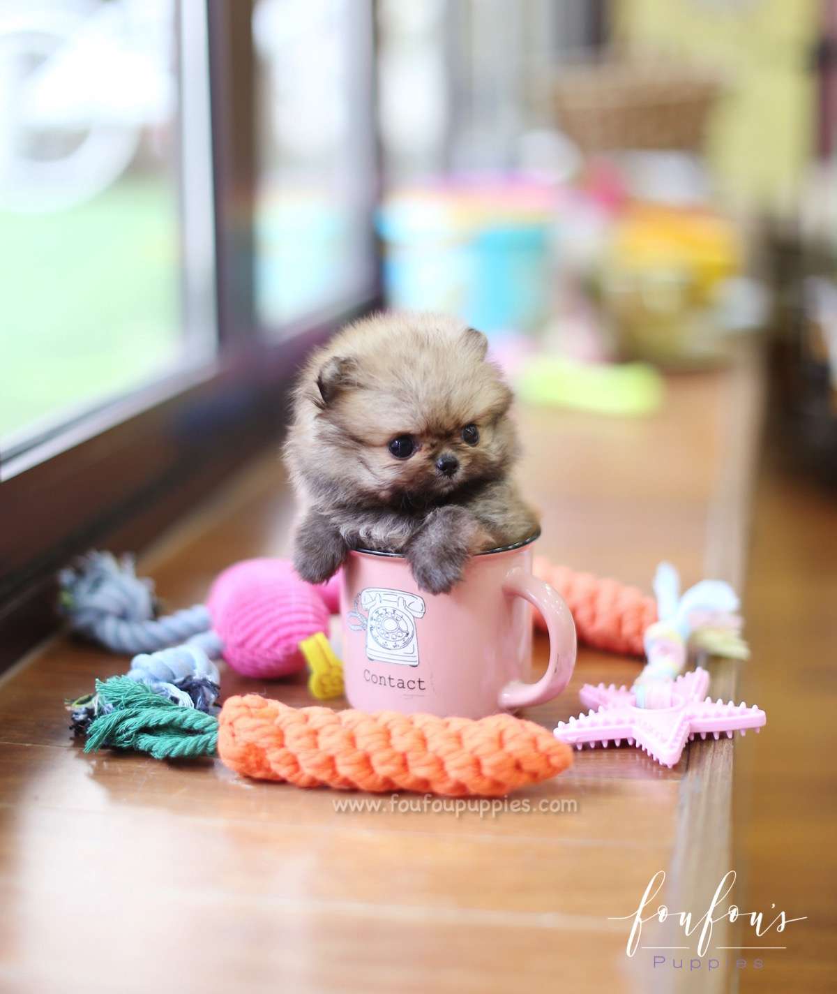 Kiwi - Pomeranian F.