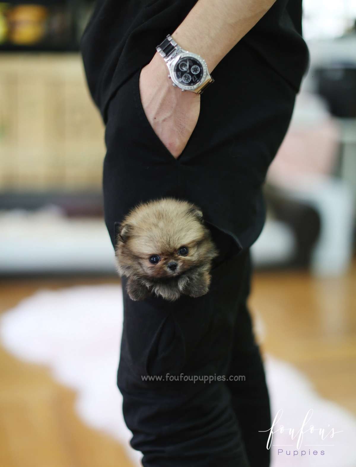 Kiwi - Pomeranian F.