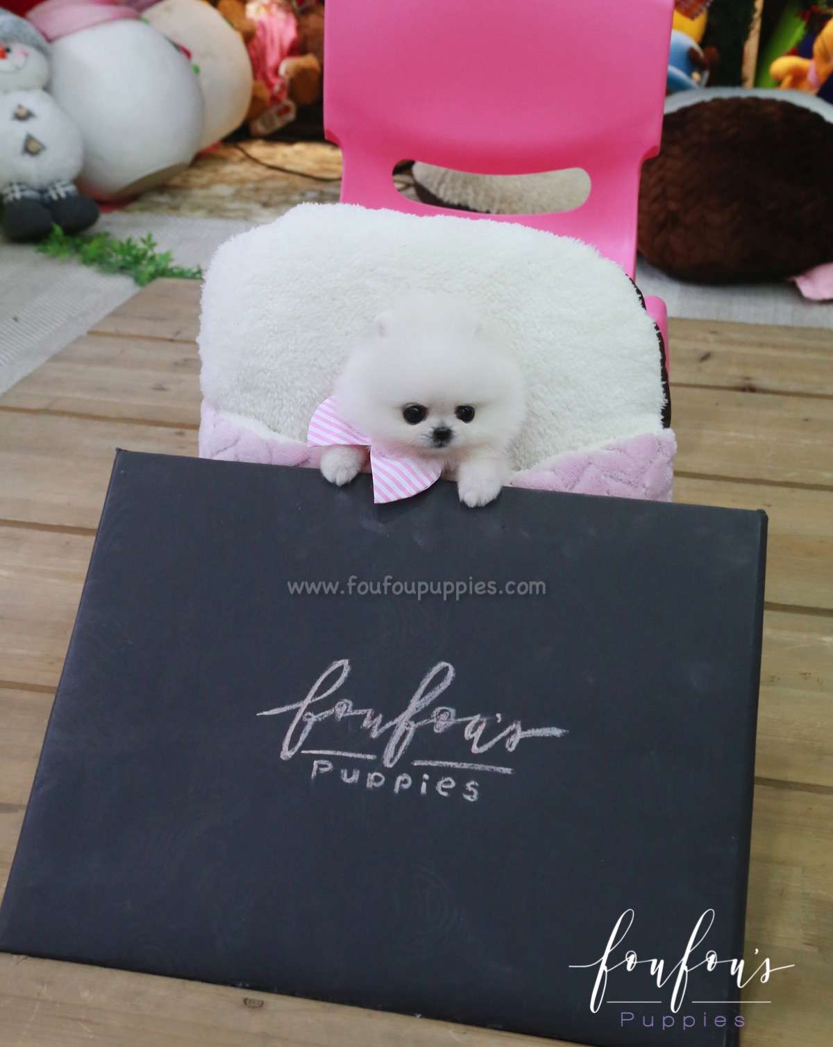 Misty - Pomeranian F.