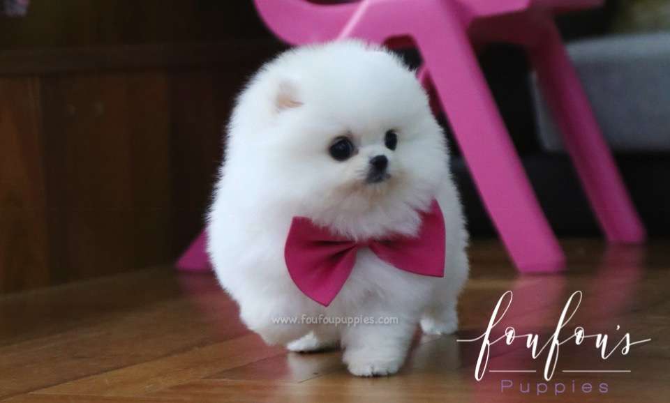 Penelope - Pomeranian F.