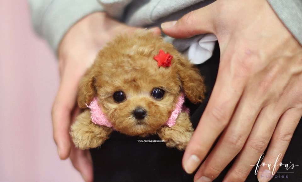 Amore - Poodle F.