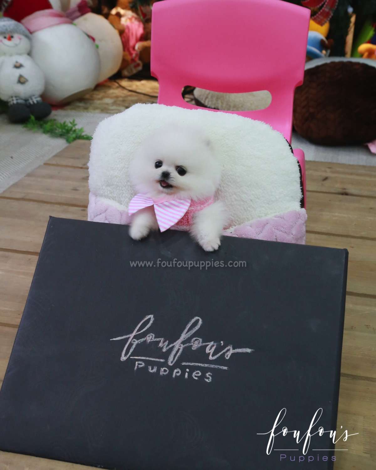 Misty - Pomeranian F.