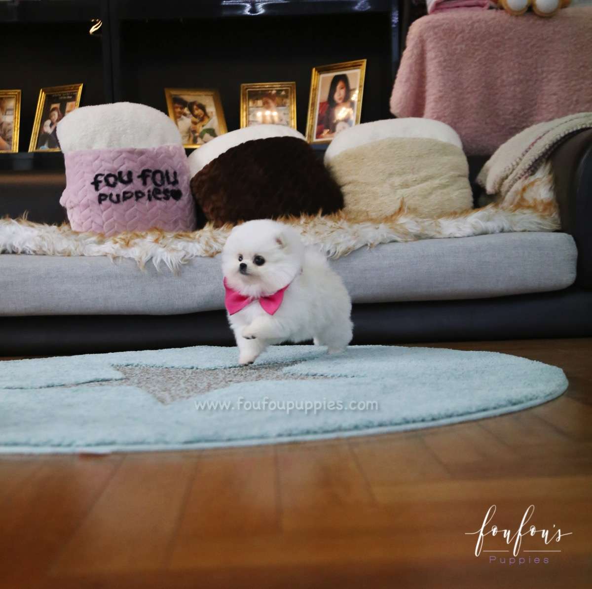 Penelope - Pomeranian F.