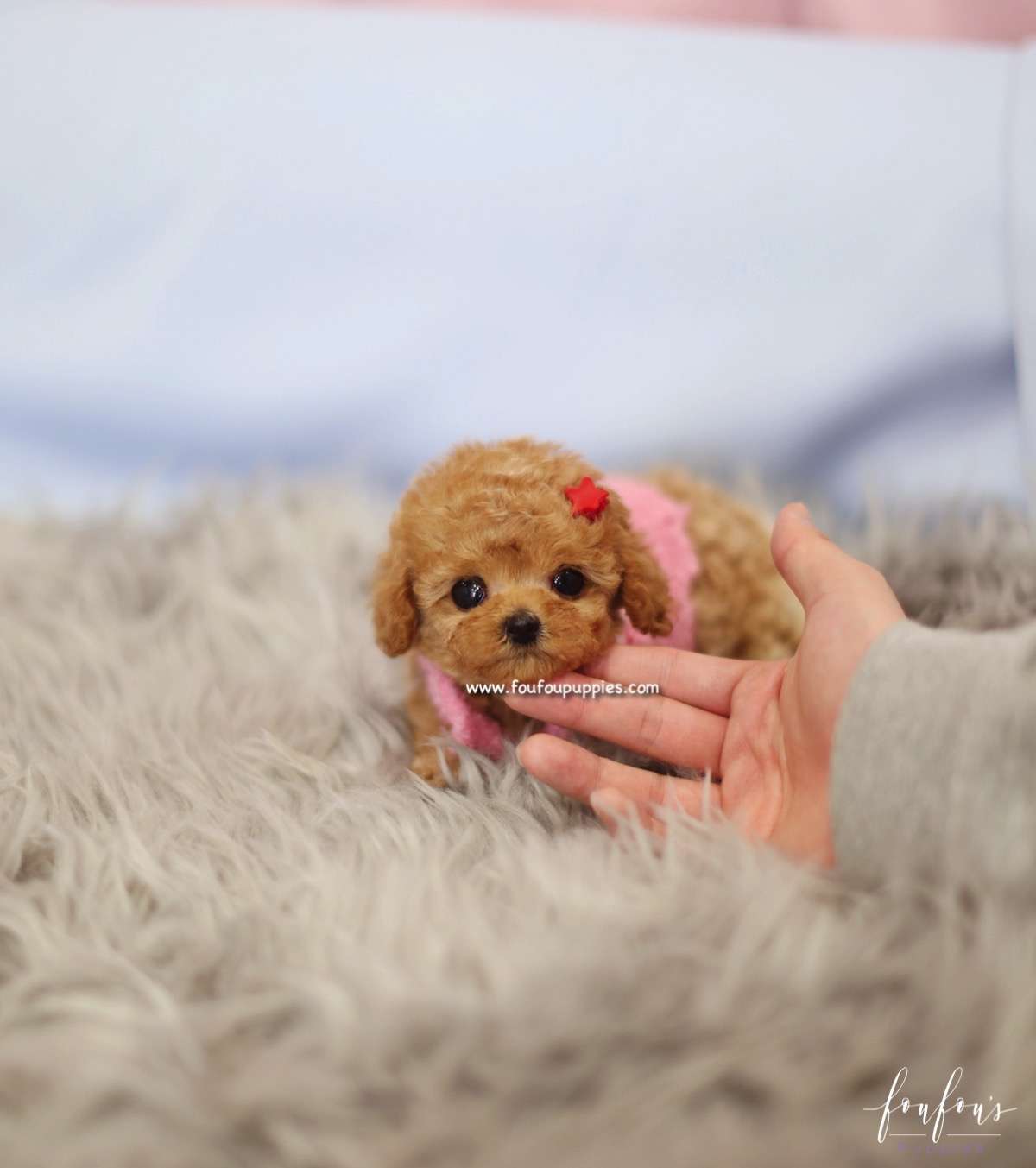 Amore - Poodle F.