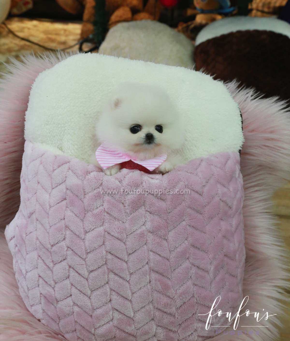 Misty - Pomeranian F.