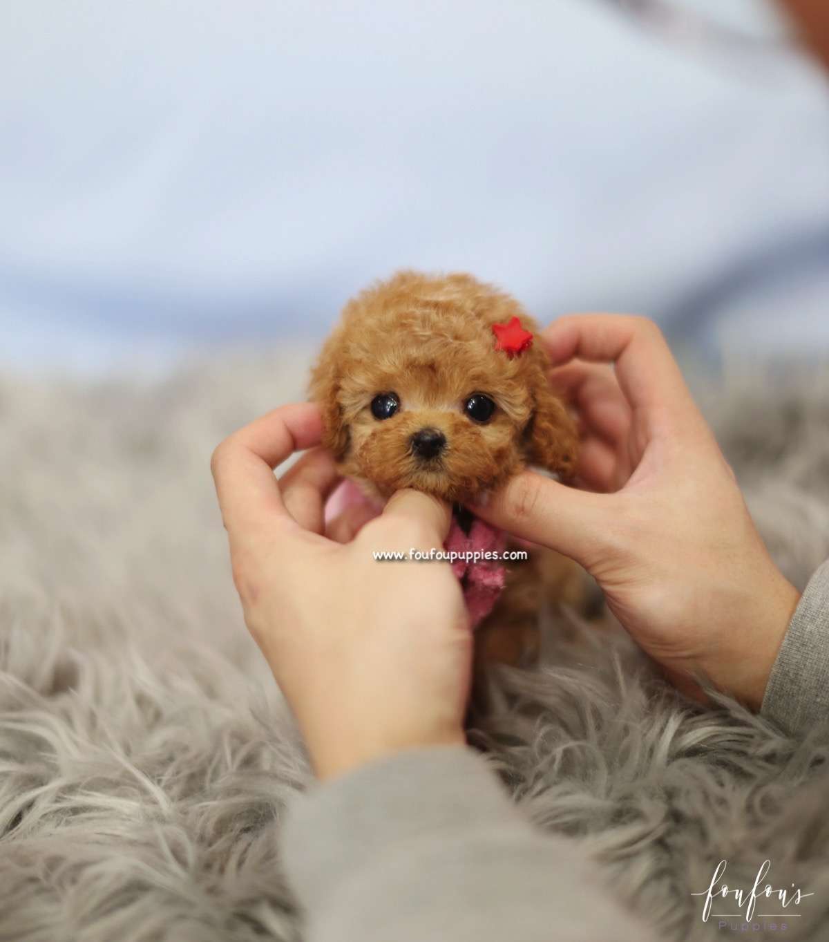 Amore - Poodle F.
