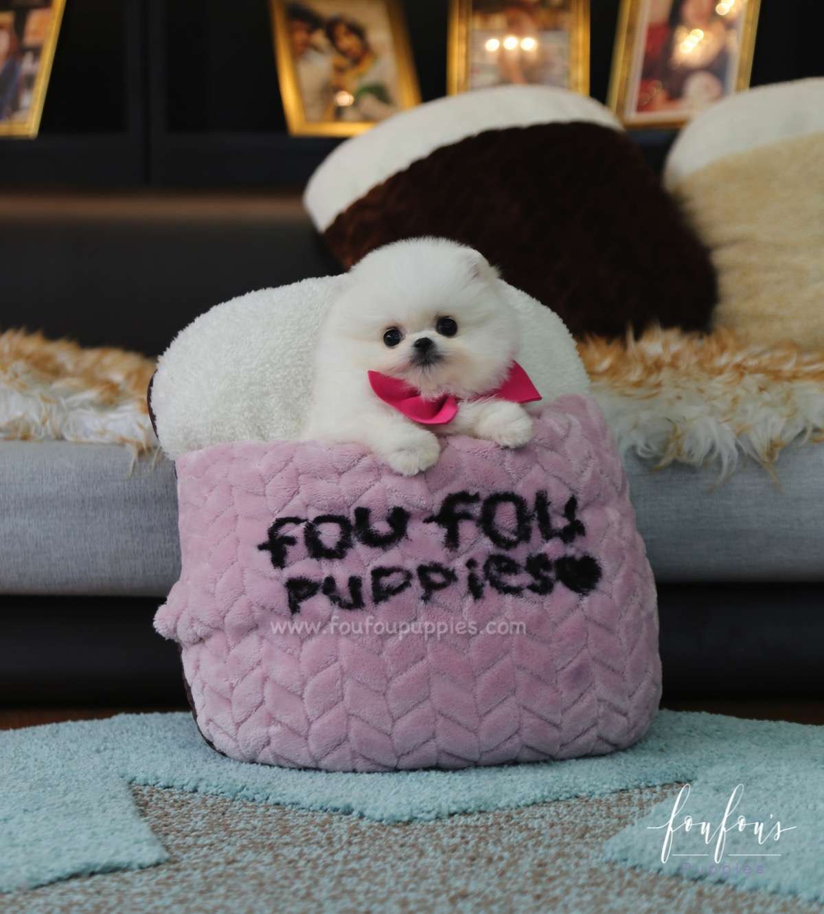 Penelope - Pomeranian F.