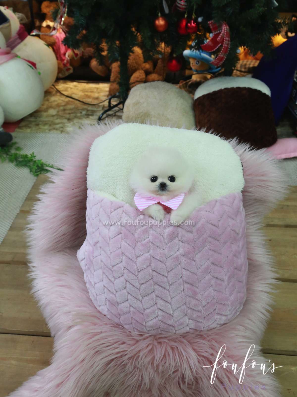 Misty - Pomeranian F.