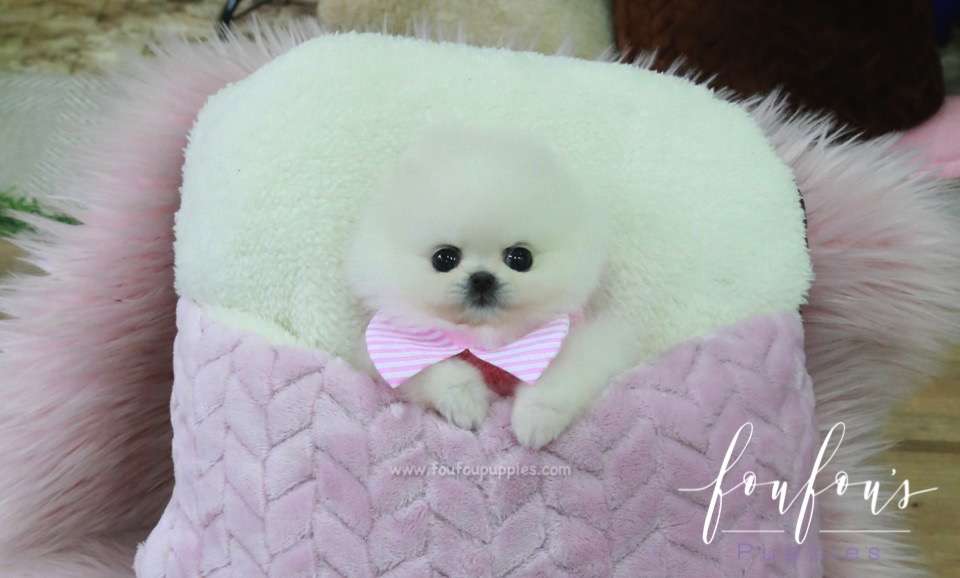 Misty - Pomeranian F.