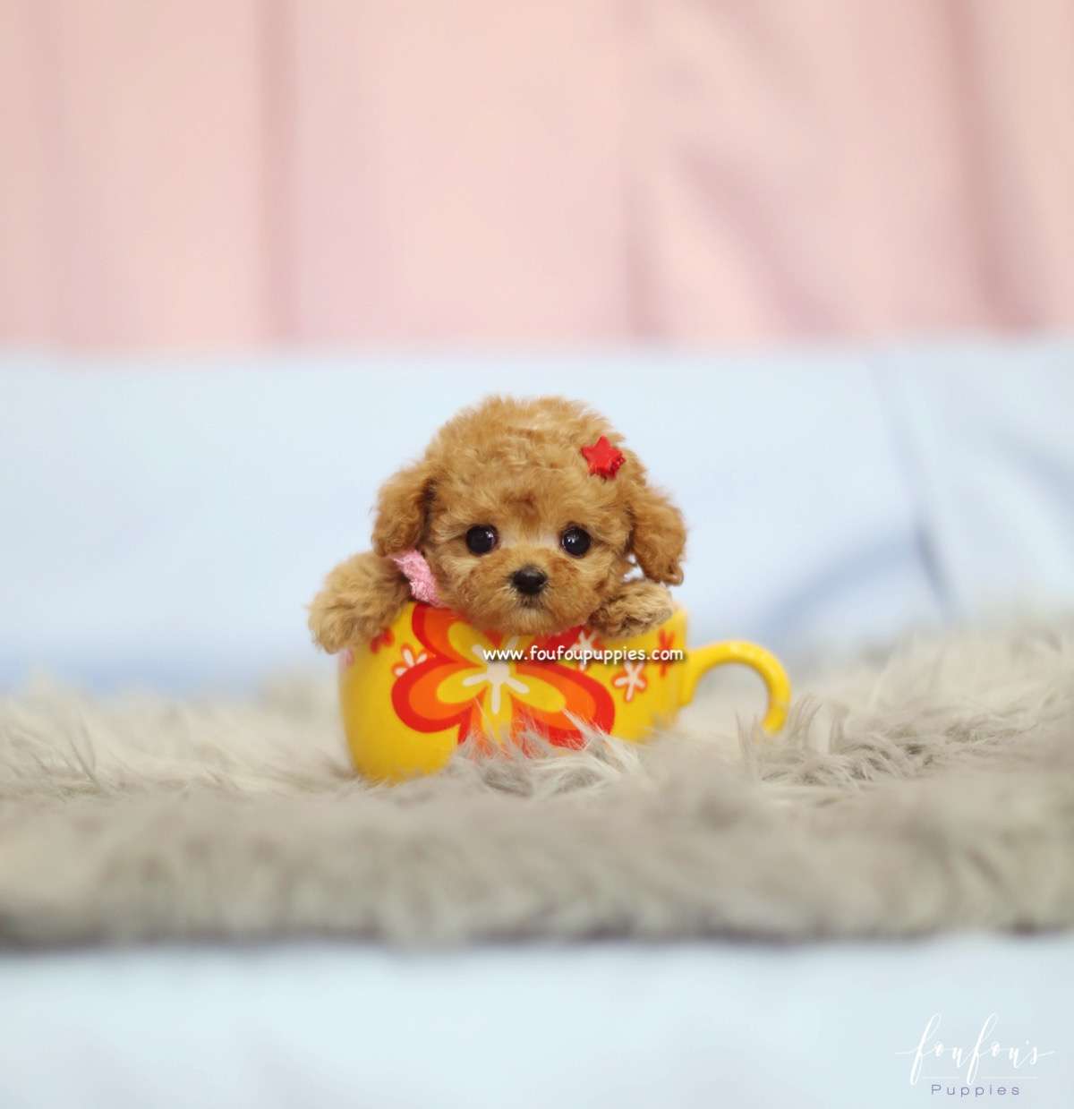 Amore - Poodle F.