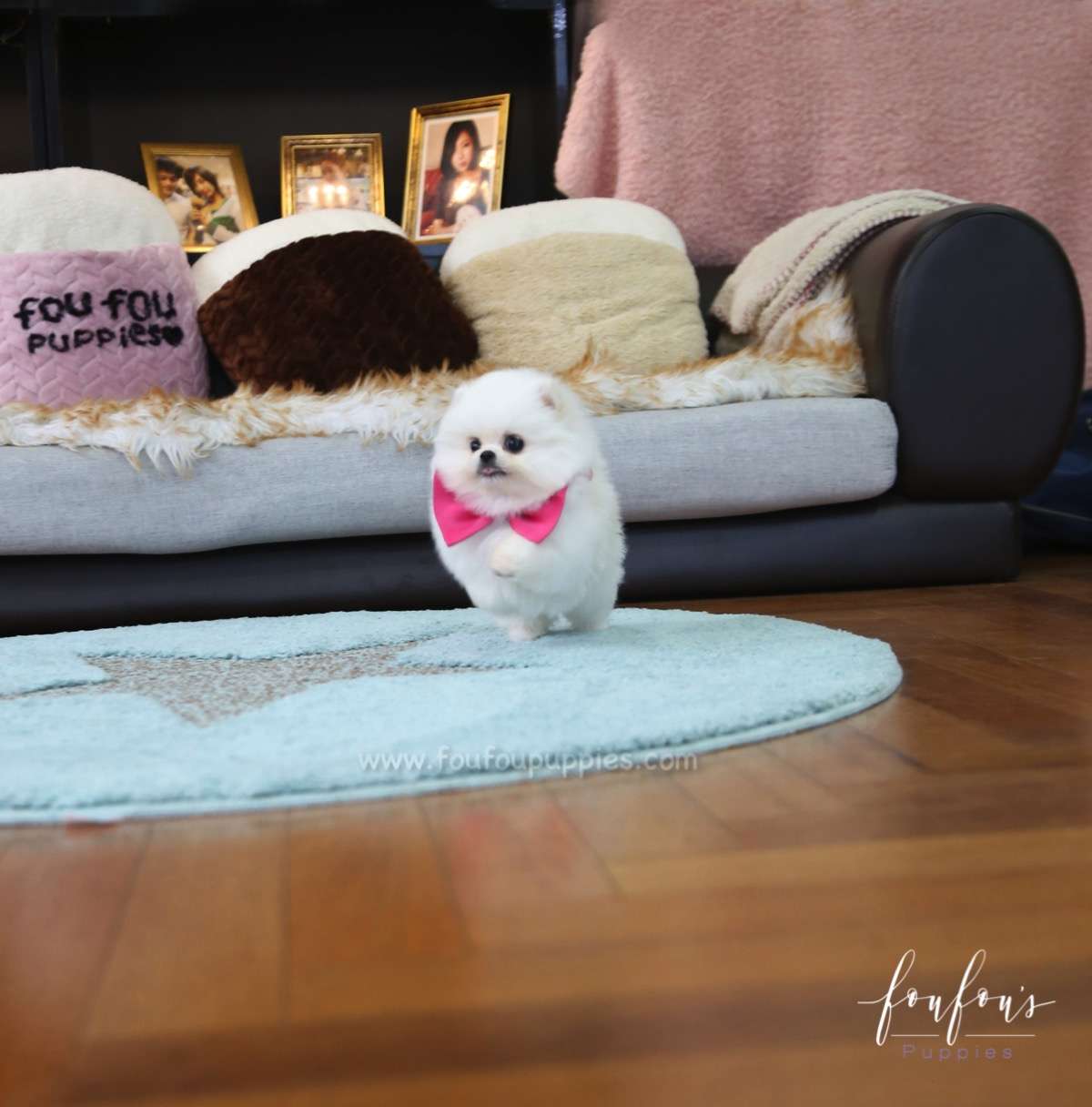 Penelope - Pomeranian F.