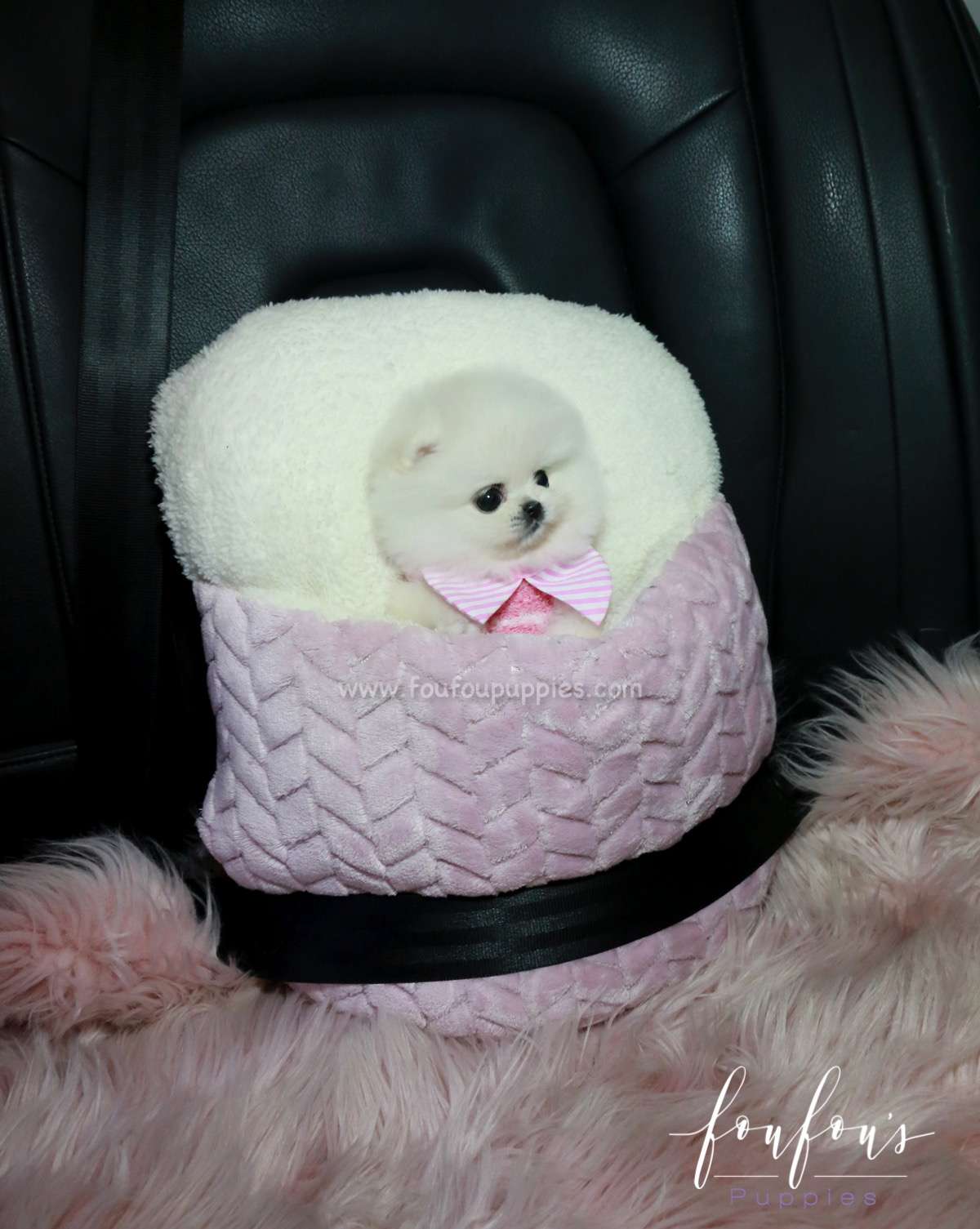 Misty - Pomeranian F.