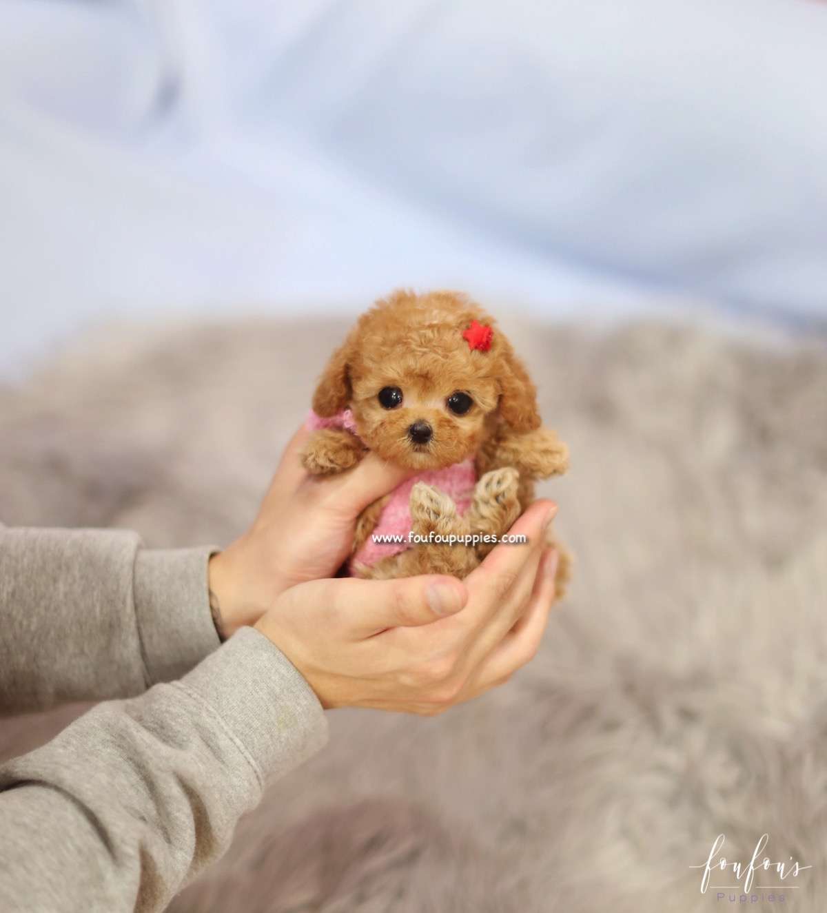 Amore - Poodle F.
