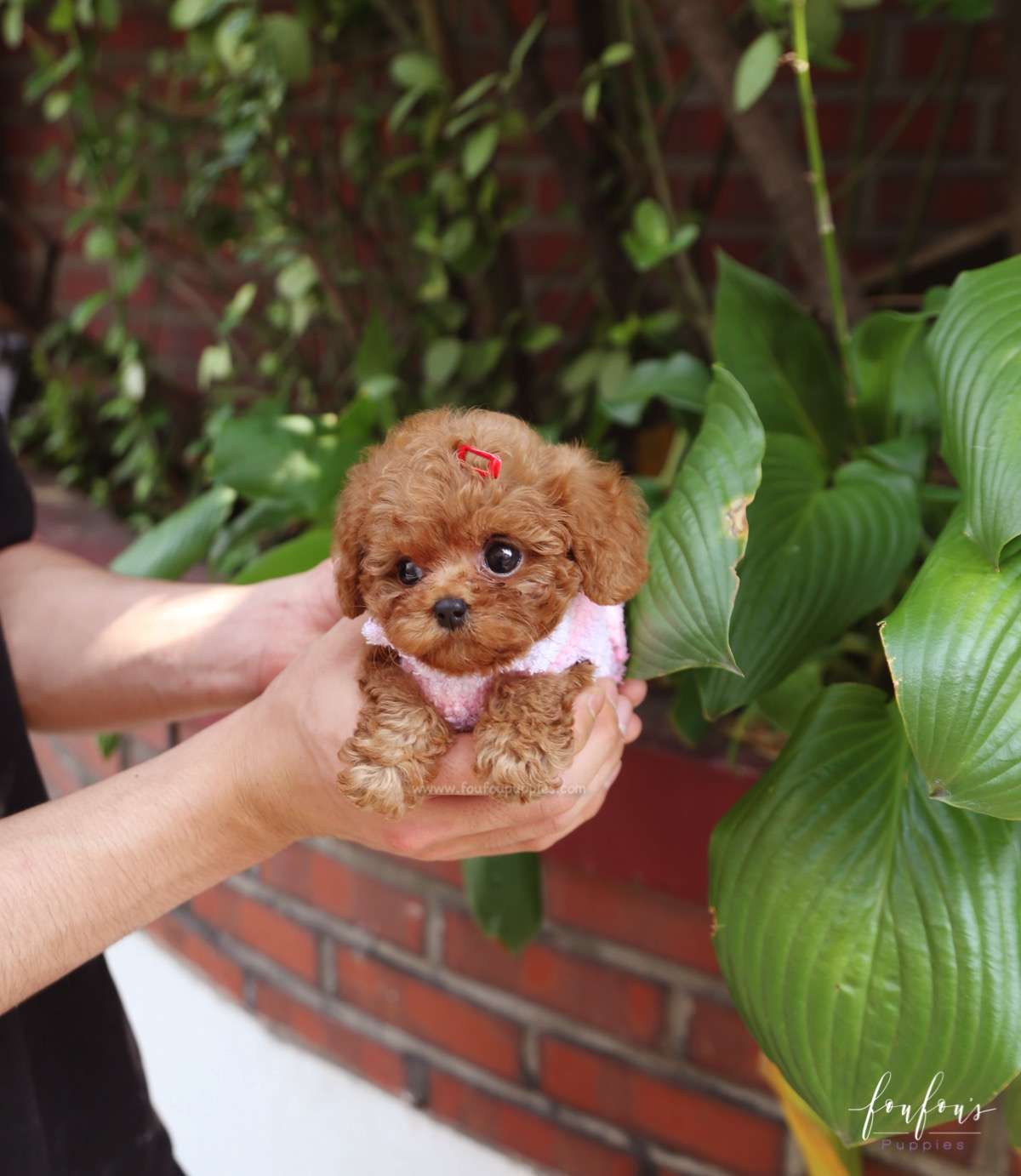 Flora - Poodle F.