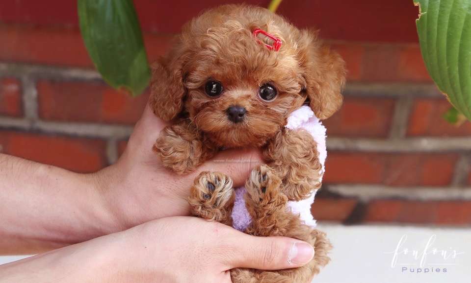 Flora - Poodle F.