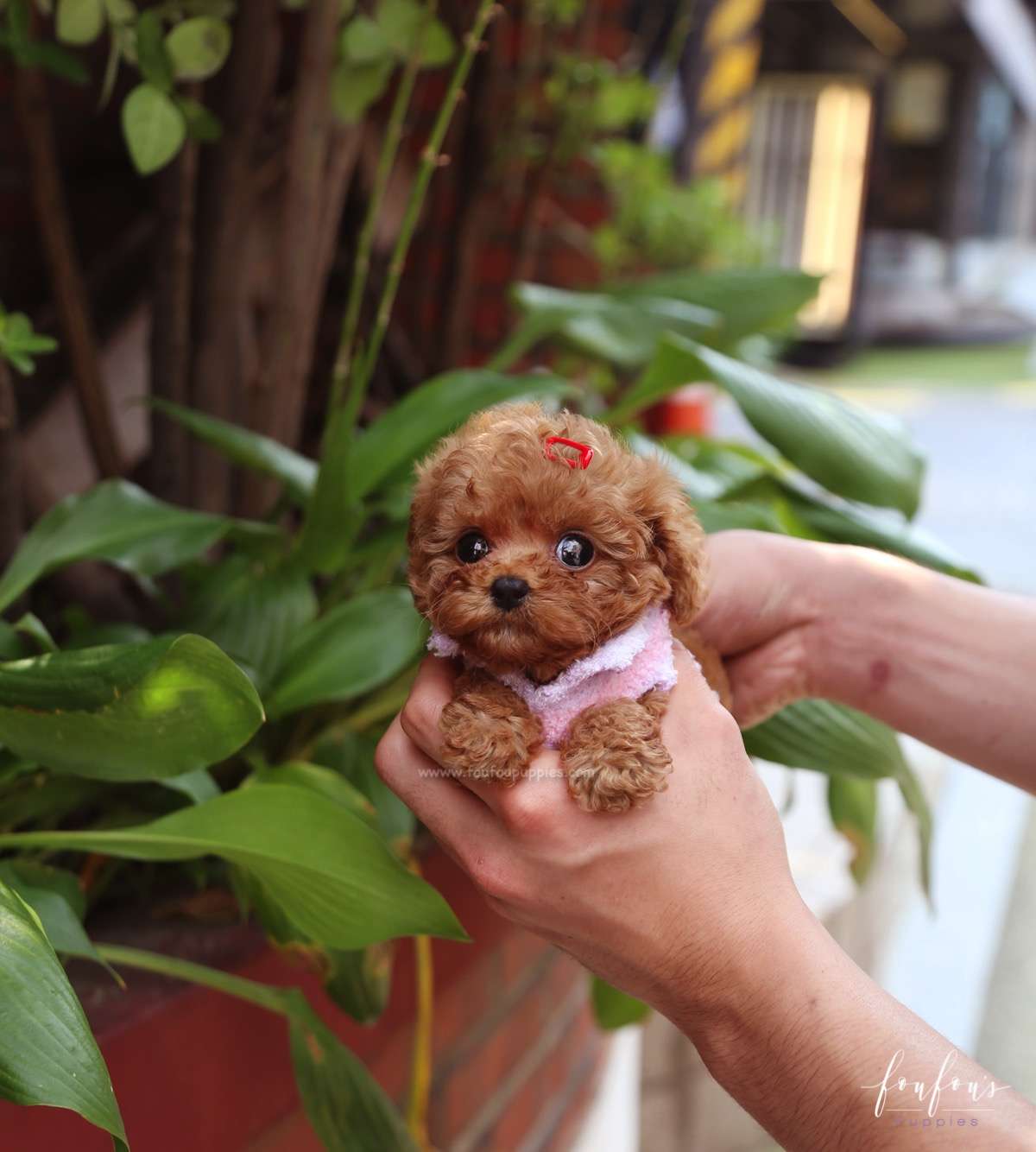 Flora - Poodle F.