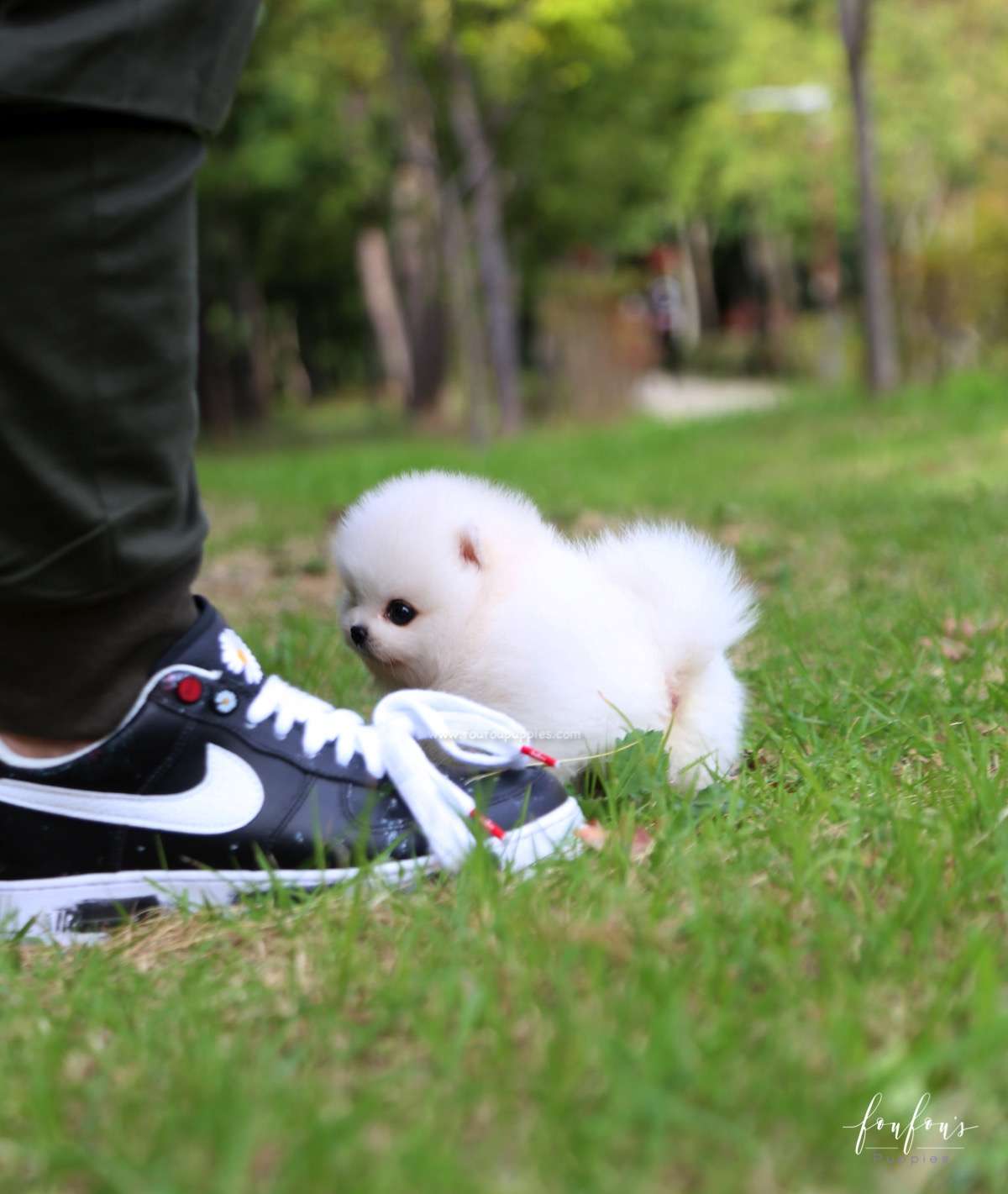 Bijou - Pomeranian F.