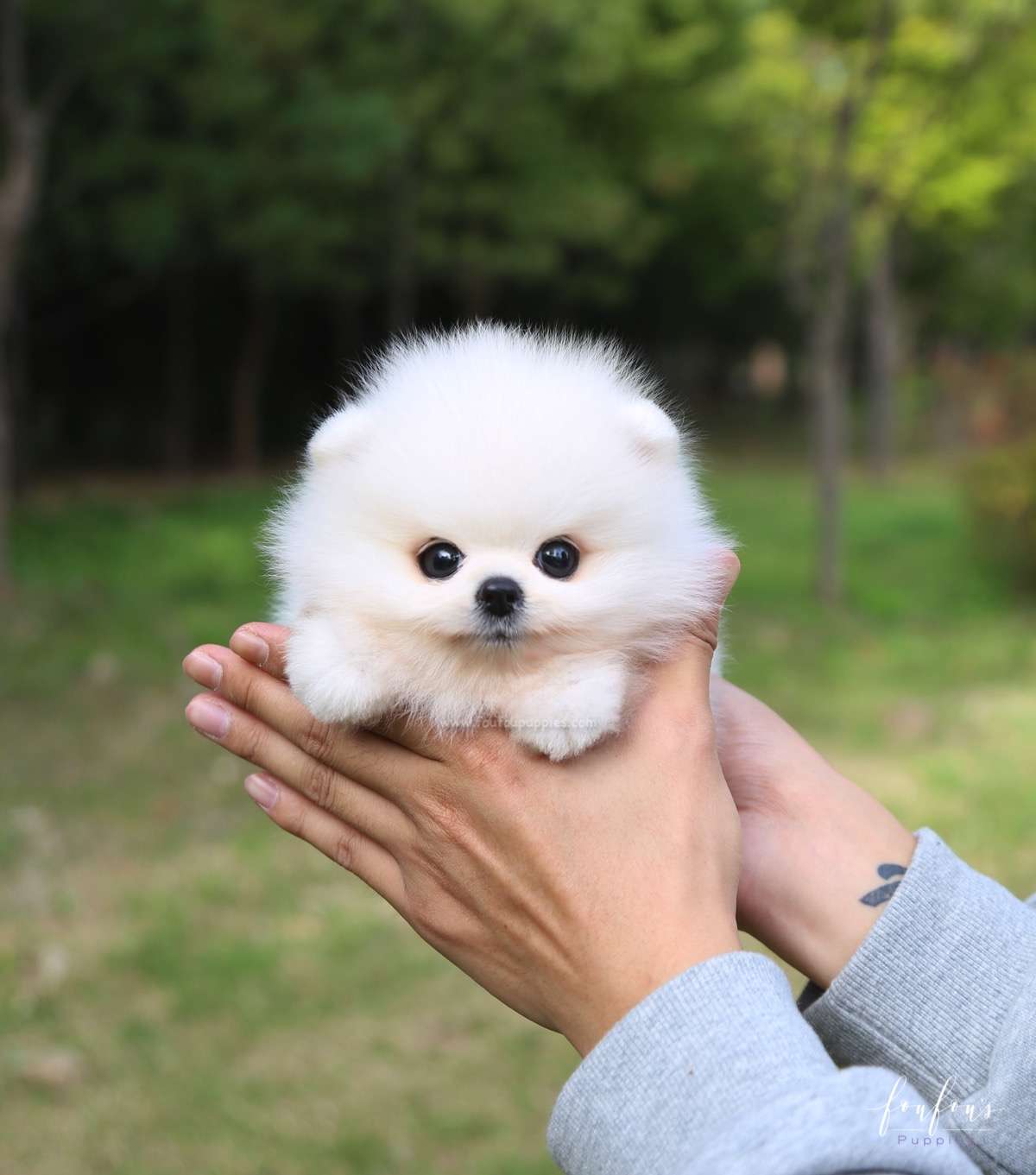 Bijou - Pomeranian F.