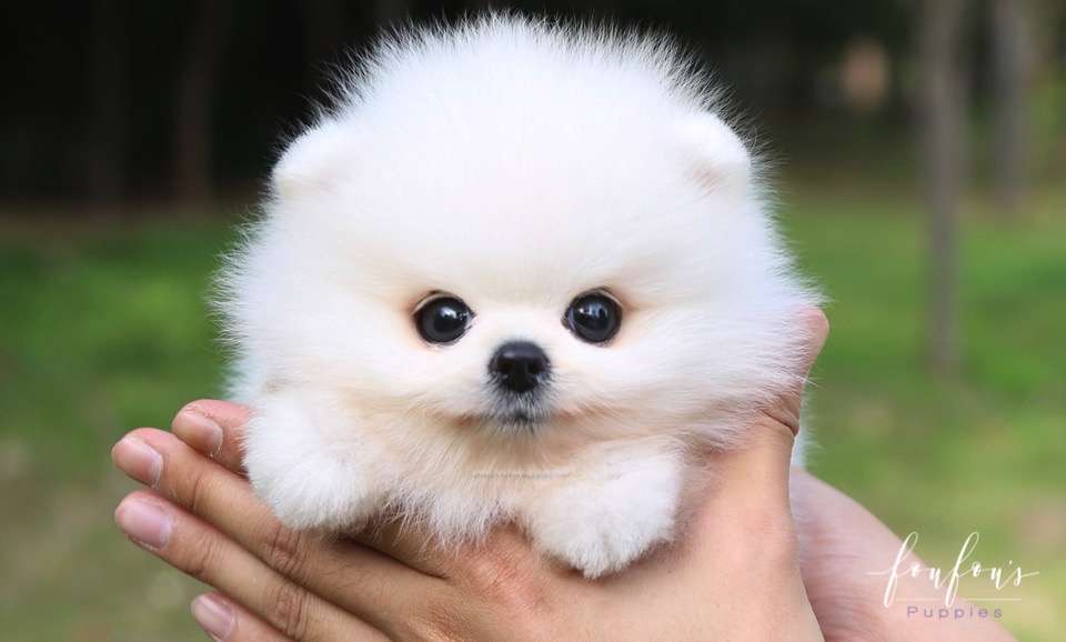 Bijou - Pomeranian F.