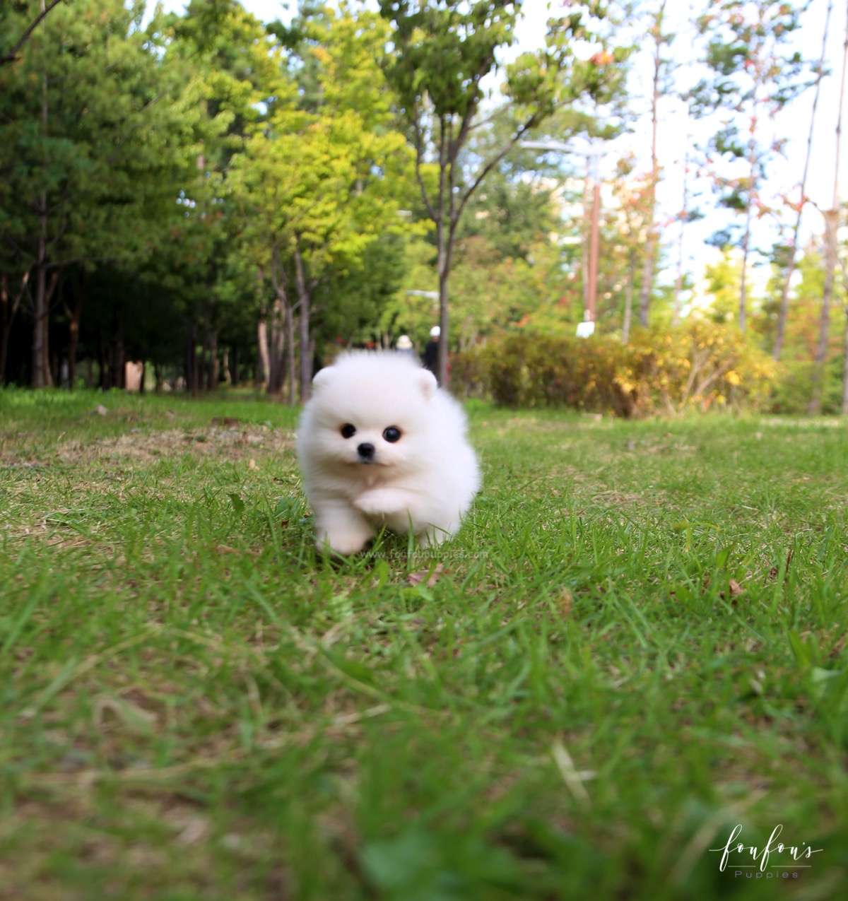 Bijou - Pomeranian F.