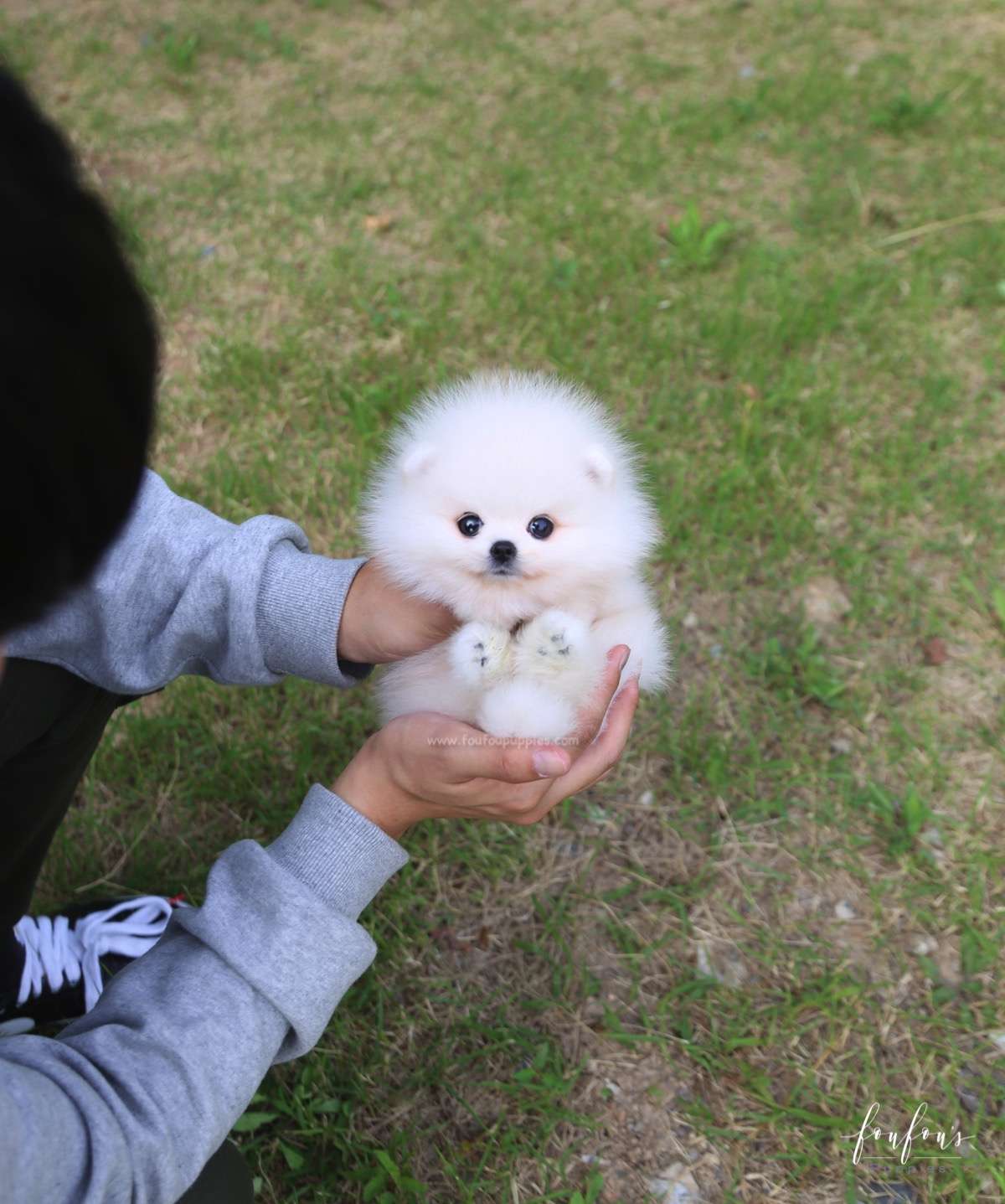 Bijou - Pomeranian F.