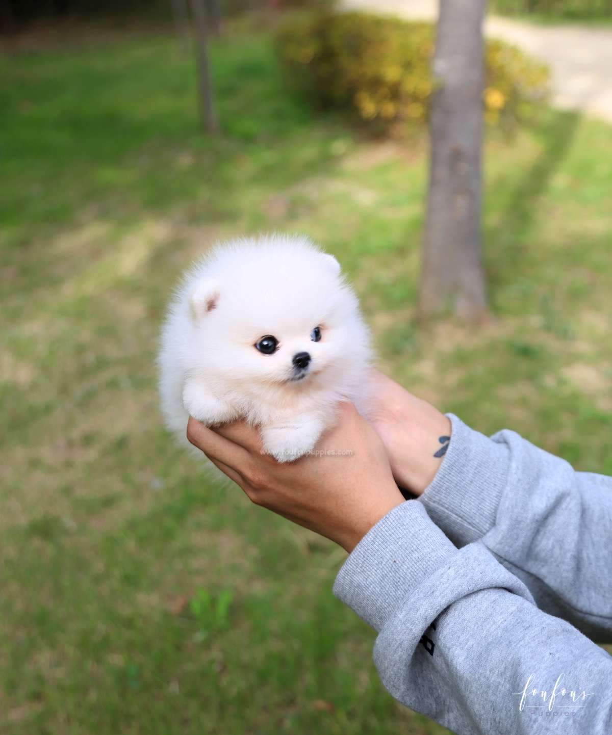 Bijou - Pomeranian F.