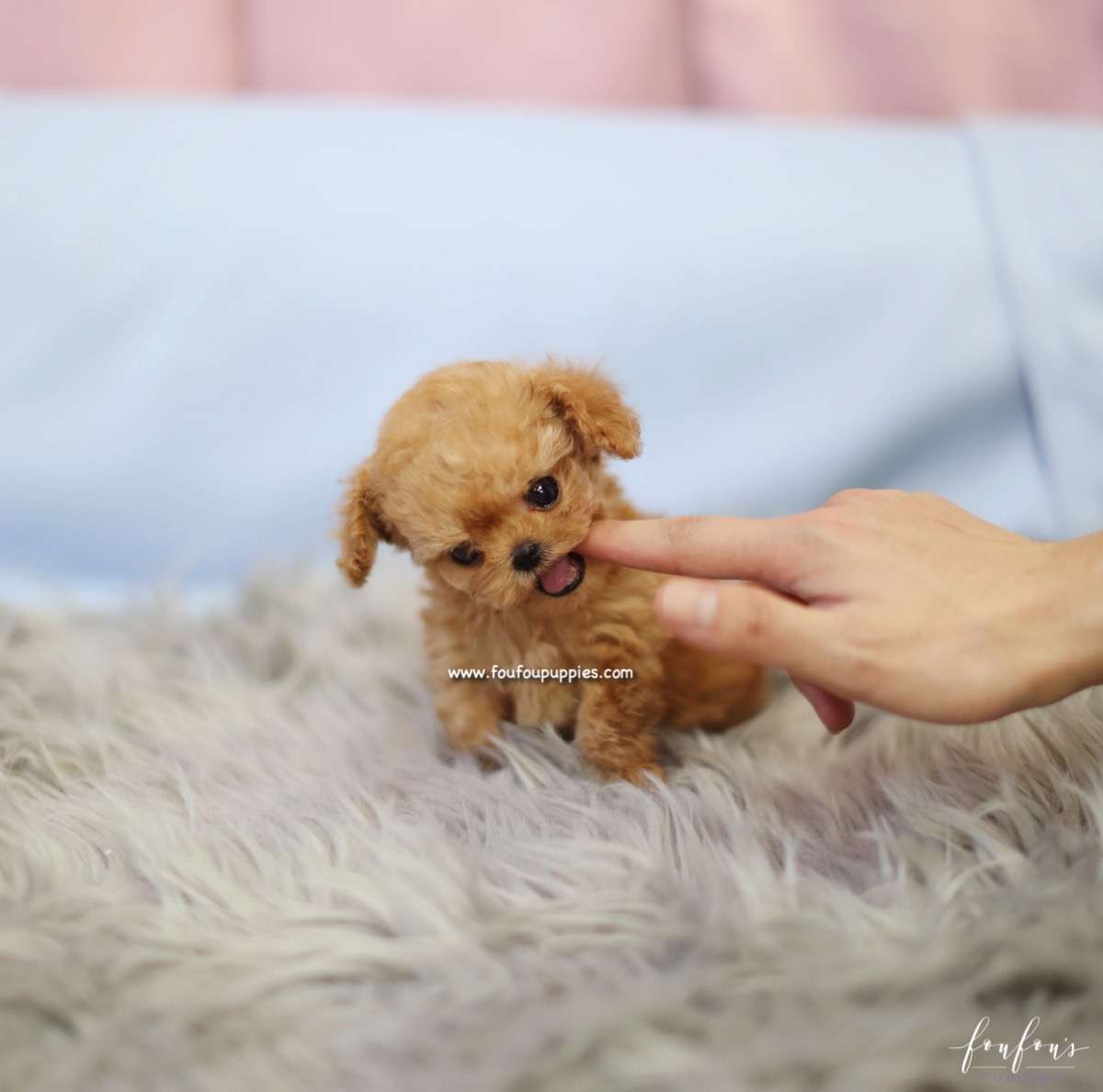 Starr - Poodle F.