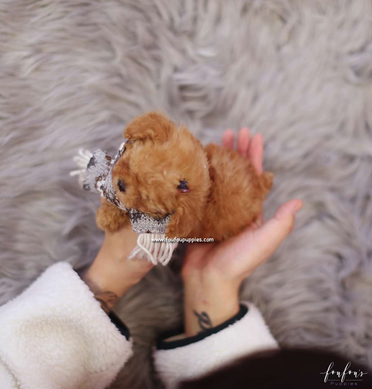 Starr - Poodle F.
