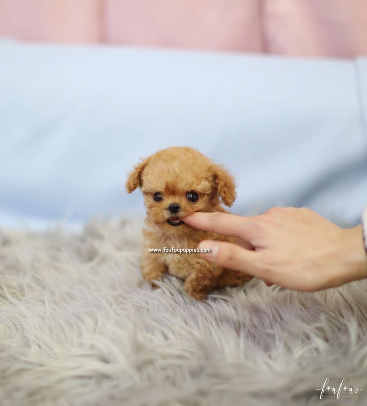Starr - Poodle F.