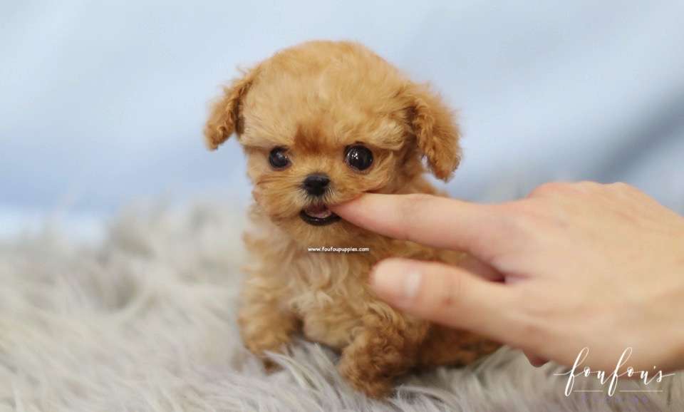 Starr - Poodle F.