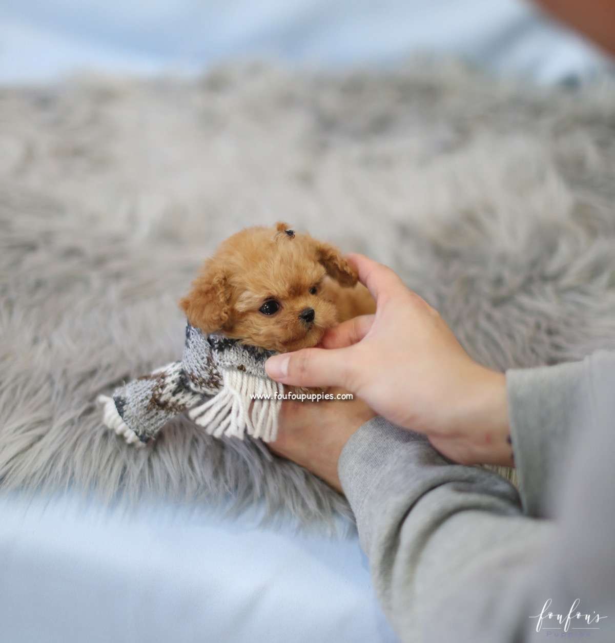 Starr - Poodle F.