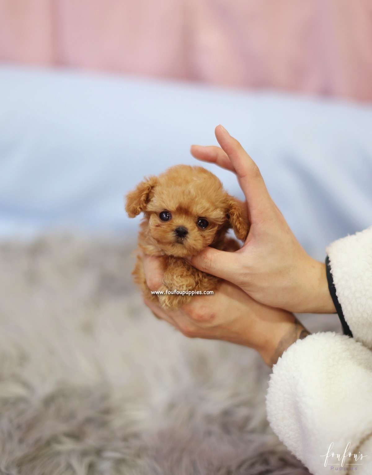 Starr - Poodle F.
