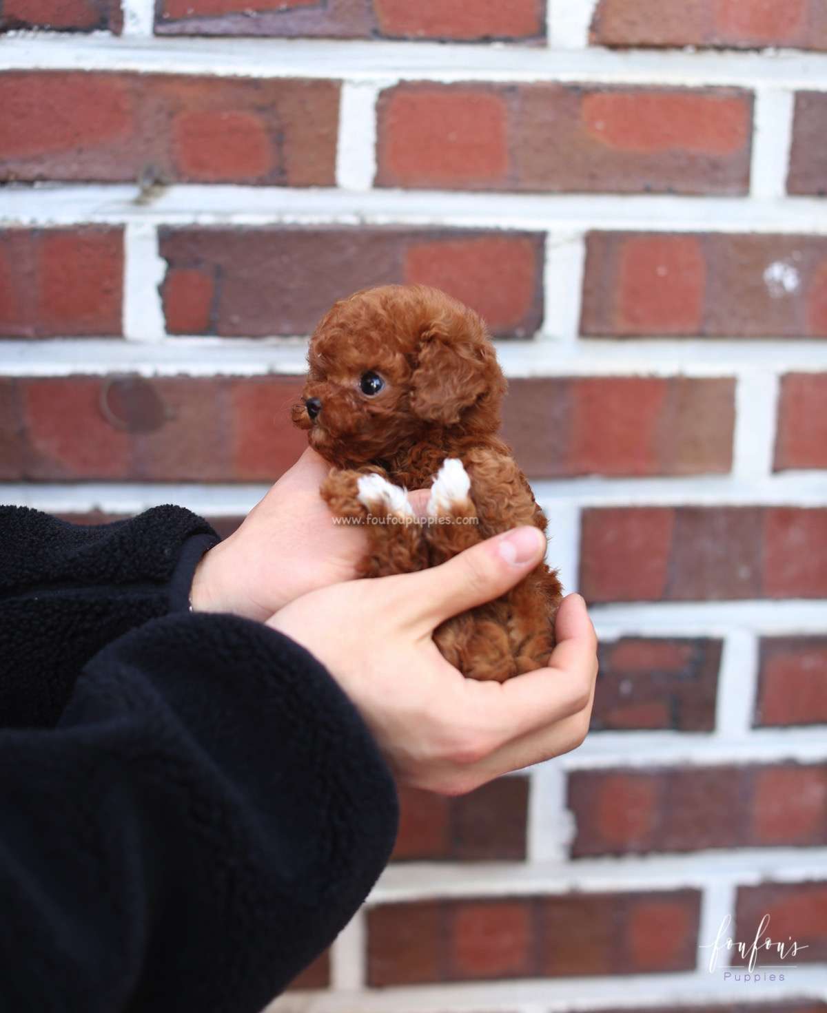 Kaia - Poodle F.