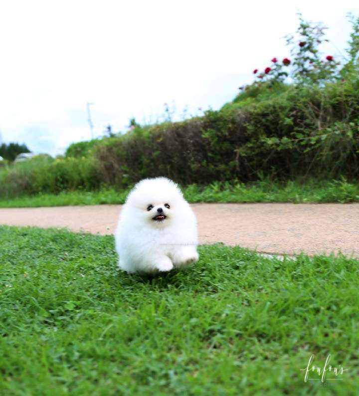 Bijiou - Pomeranian F.