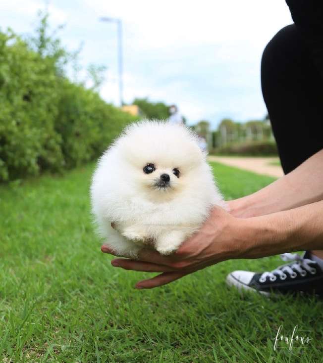 Bijiou - Pomeranian F.