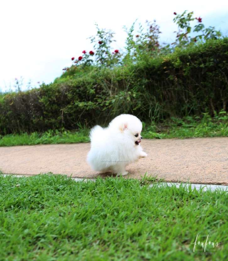 Bijiou - Pomeranian F.