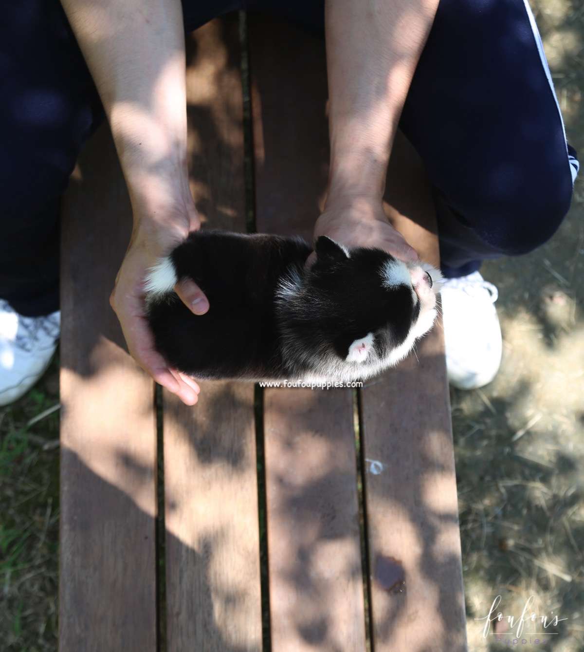 Capri - Pomsky F.