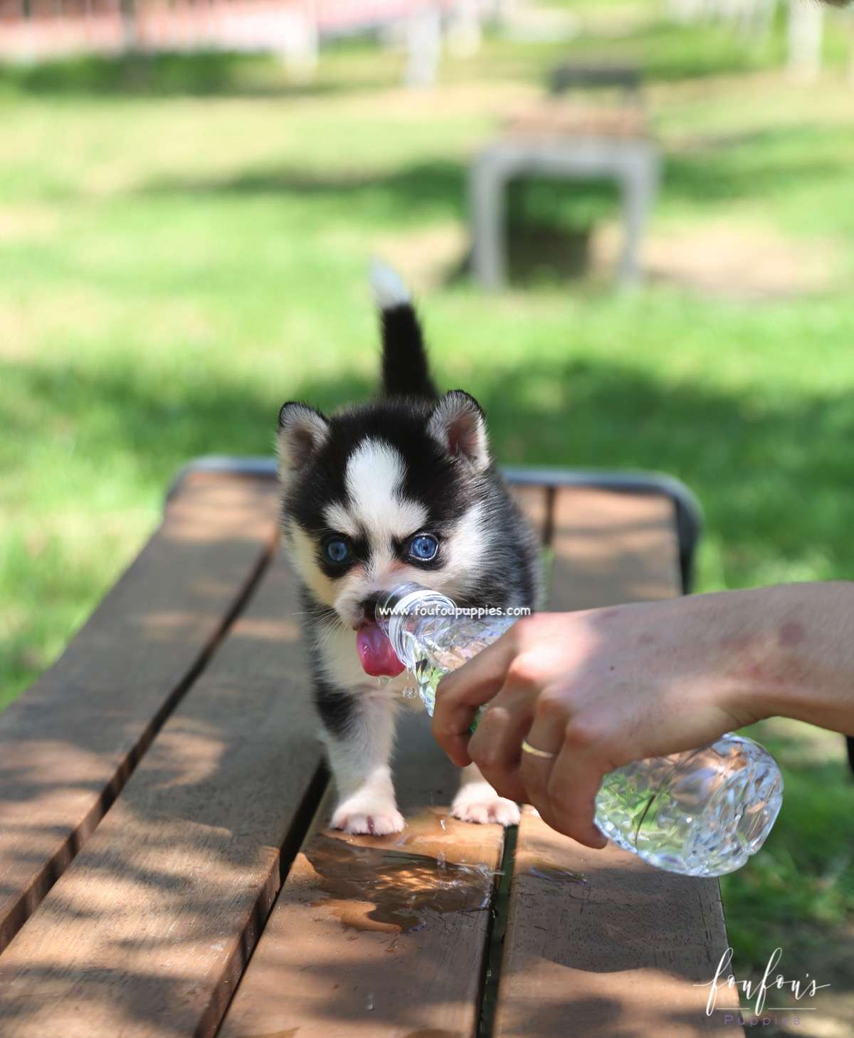 Capri - Pomsky F.
