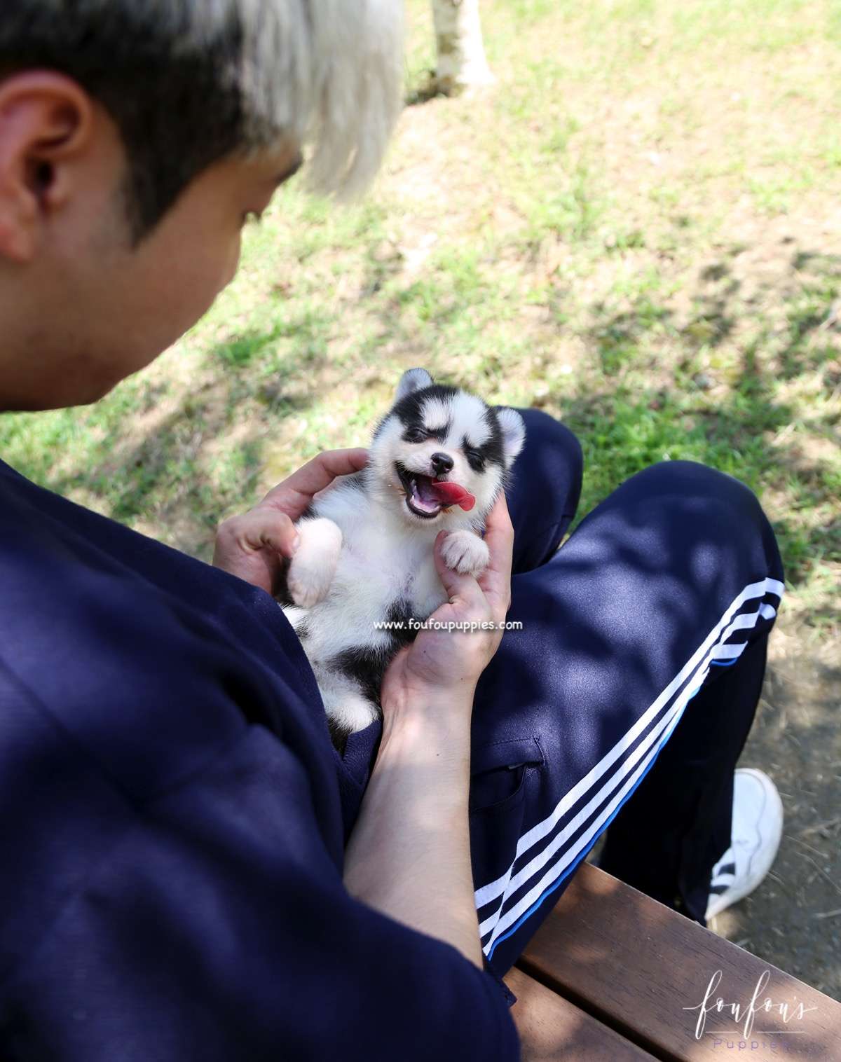 Capri - Pomsky F.