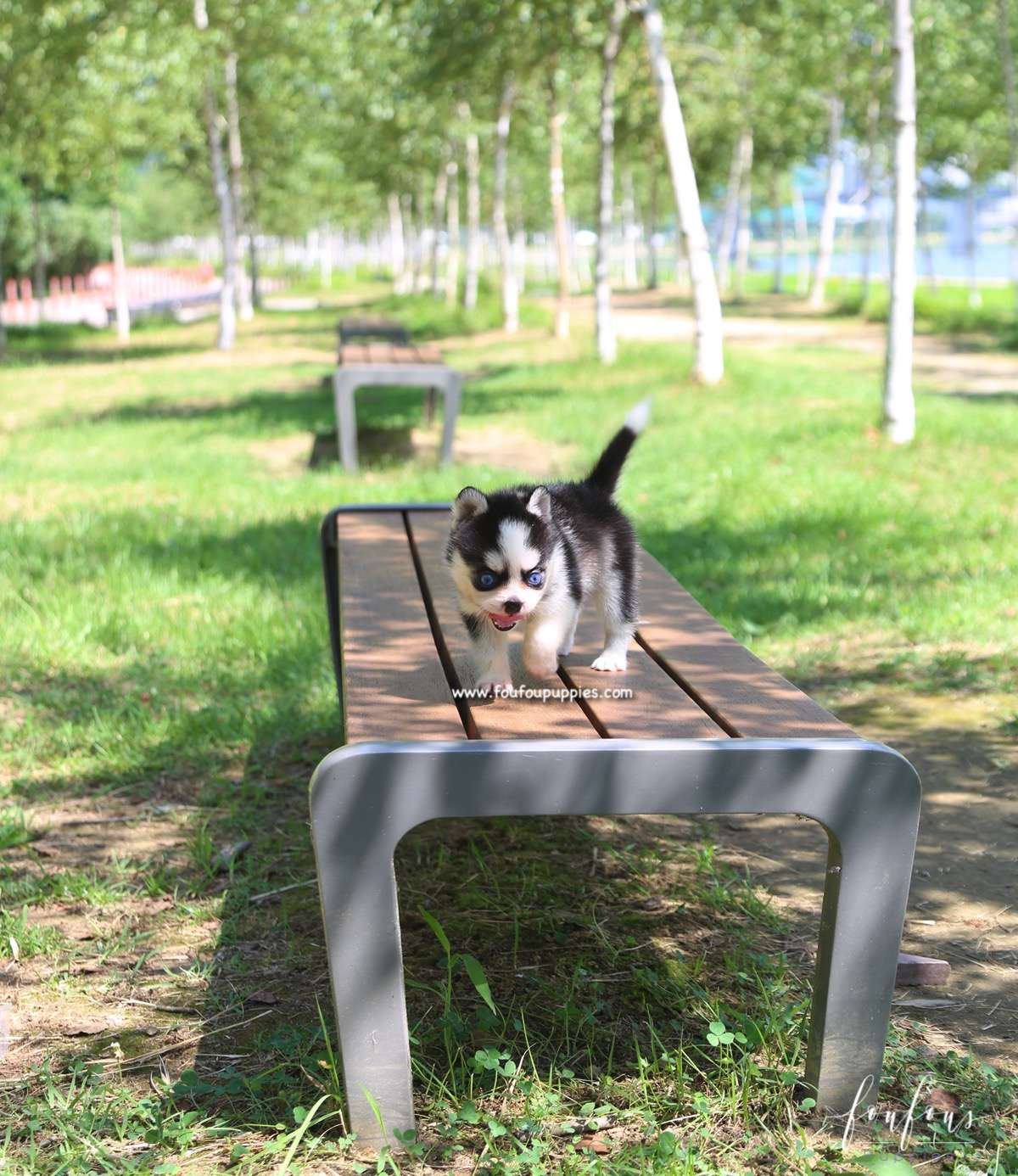Capri - Pomsky F.