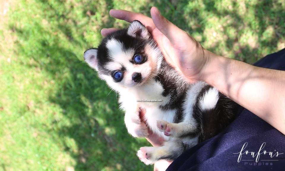 Capri - Pomsky F.