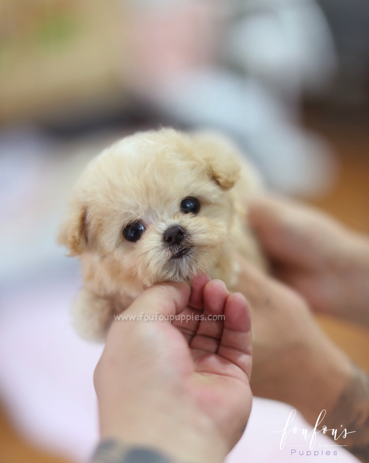 Nala - Maltipoo F.