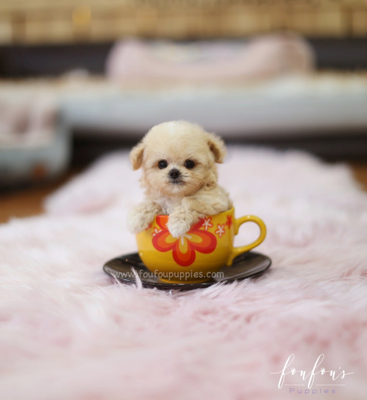 Nala - Maltipoo F.